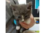 Adopt Holton a Domestic Short Hair