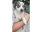 Adopt Sparky a Mixed Breed