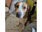 Adopt Dirks a Pit Bull Terrier, Coonhound