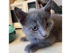 Adopt Pickle a Domestic Short Hair