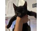 Adopt Provolone a Domestic Short Hair