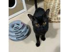 Adopt Crock a Domestic Short Hair