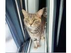 Adopt Hershey a American Shorthair