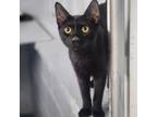Adopt Zayn a Domestic Short Hair