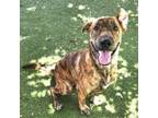 Adopt Shere Khan a Labrador Retriever, Boxer