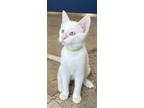 Adopt Davy a Siamese, American Shorthair
