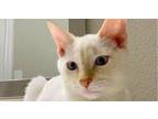 Adopt Jerry 4 a Siamese, American Shorthair
