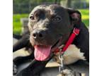 Adopt Rugby a Pit Bull Terrier, Mixed Breed
