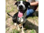 Adopt Thibodaux a Border Collie, Pit Bull Terrier