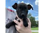 Adopt Tic a Labrador Retriever, Mixed Breed
