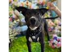 Adopt Checkers a Pit Bull Terrier, Mixed Breed