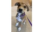 Adopt Toasty a Black Mouth Cur, Mixed Breed