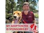 Adopt Mario a Hound, German Shepherd Dog