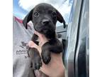 Adopt Toe a Labrador Retriever, Mixed Breed