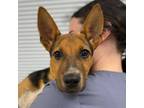 Adopt Radar a Black Mouth Cur, German Shepherd Dog