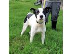 Adopt Finn a Border Collie, Labrador Retriever