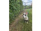 Adopt Titan a Pit Bull Terrier