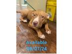 Adopt Dog Kennel #37 a Pit Bull Terrier, Mixed Breed