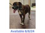Adopt Dog Kennel #5 a Labrador Retriever, Mixed Breed
