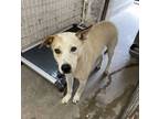 Adopt Malcom a Australian Cattle Dog / Blue Heeler, Mixed Breed