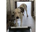 Adopt Willie a Catahoula Leopard Dog, Mixed Breed