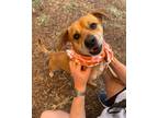 Adopt Duke Ralphie a Beagle, Jack Russell Terrier