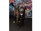 Adopt *Quarry* a Labrador Retriever