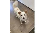 Adopt Marsh a Australian Shepherd, Papillon