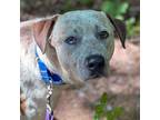 Adopt Charlie Brown a Hound, Catahoula Leopard Dog