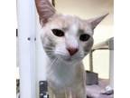 Adopt Curt a Domestic Short Hair