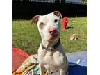Adopt Jake a American Staffordshire Terrier