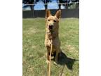 Adopt Charlie a Labrador Retriever, Shepherd