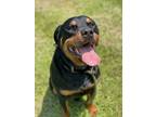 Adopt 2407-0238 Judge a Rottweiler