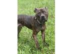 Adopt 2408-1034 Sunny a Pit Bull Terrier
