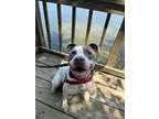 Adopt 2406-0841 MoonShoes a Pit Bull Terrier