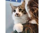 Adopt Bobby a Domestic Medium Hair
