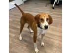 Adopt Mr. Brown a Hound
