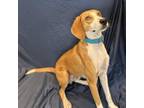 Adopt Roger a Hound