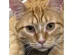 Adopt Remington a Domestic Short Hair