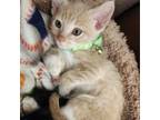 Adopt Caterpie a American Shorthair