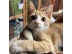 Adopt Charmander a American Shorthair