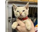 Adopt Zubat a American Shorthair