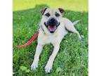 Adopt Gopher a Labrador Retriever, Shepherd