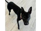 Adopt Chico a Terrier