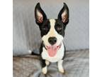 Adopt Lue a Boxer