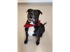 Adopt Cane a Pit Bull Terrier