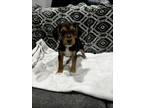 Adopt Captain a Beagle, Yorkshire Terrier