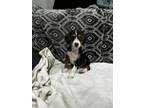 Adopt Carl a Beagle, Yorkshire Terrier
