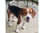 Adopt Trey a Beagle