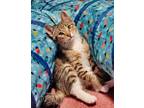 Adopt Dario a Tabby, Domestic Short Hair